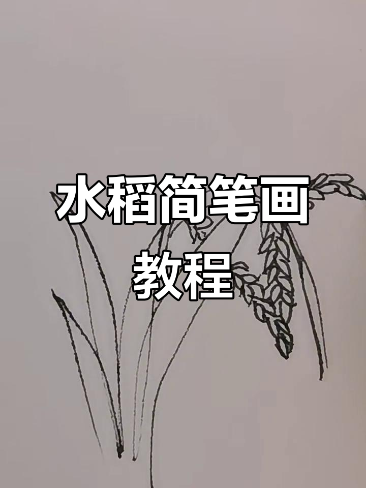 简单线描画水稻,卡通儿童画风轻松学