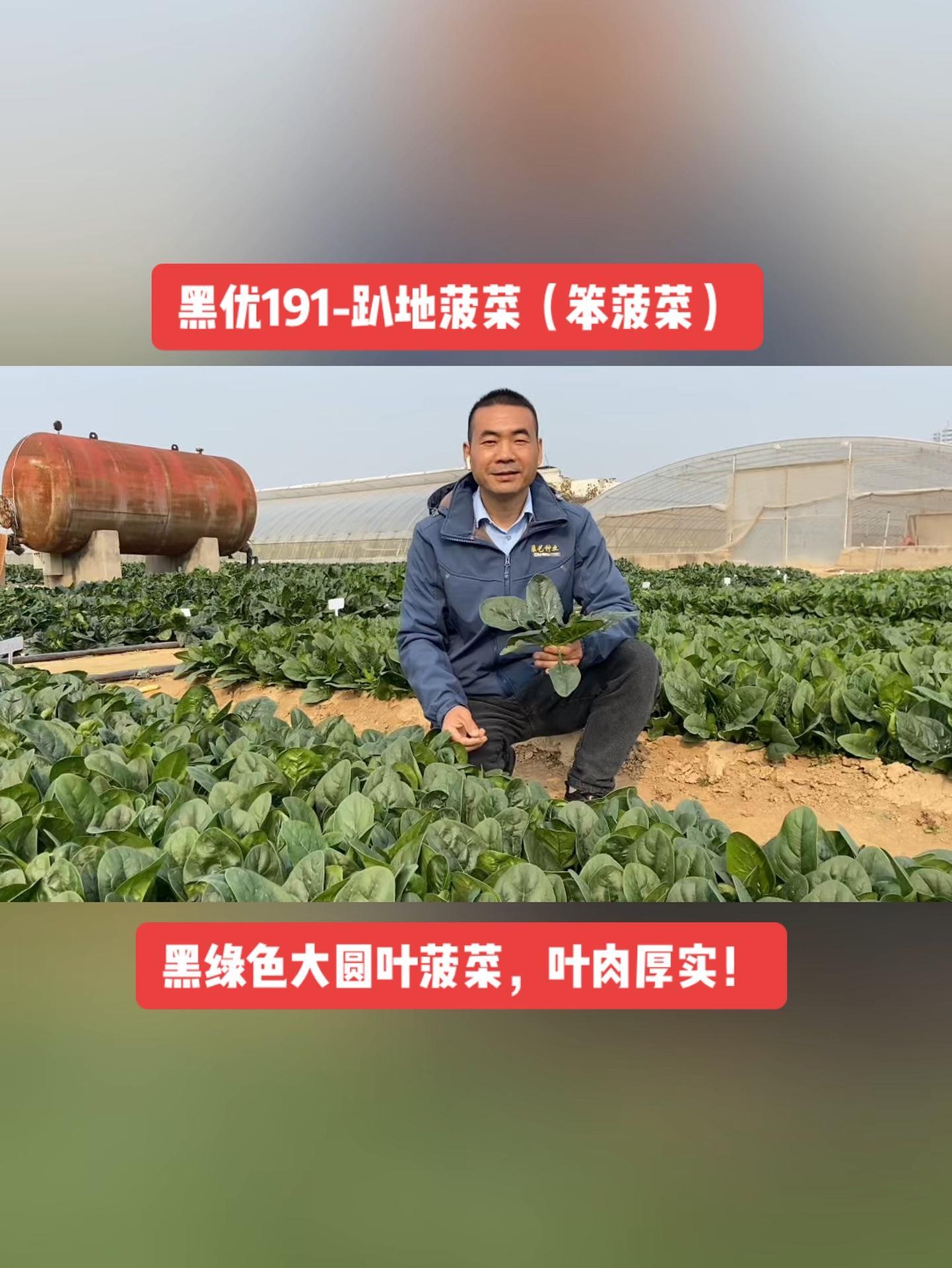 黑优191趴地菠菜-大圆叶,叶色黑亮,叶肉厚实,抗病性好!三农 农业种植