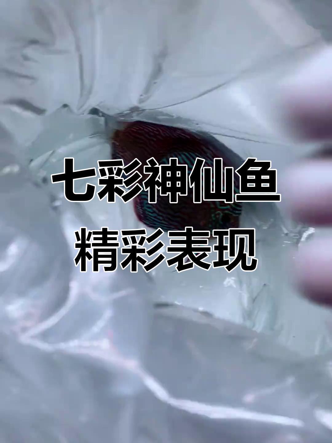 七彩神仙鱼与野雪红卡搭配,期待它们擦出火花