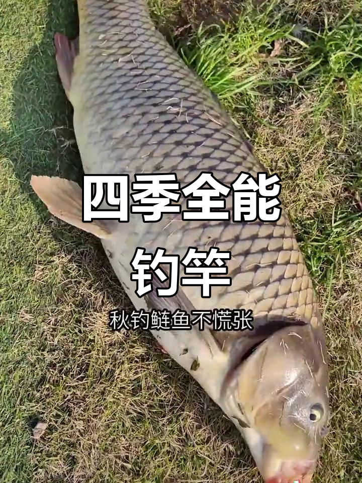 四季通用鱼竿,轻松应对各种钓鱼挑战