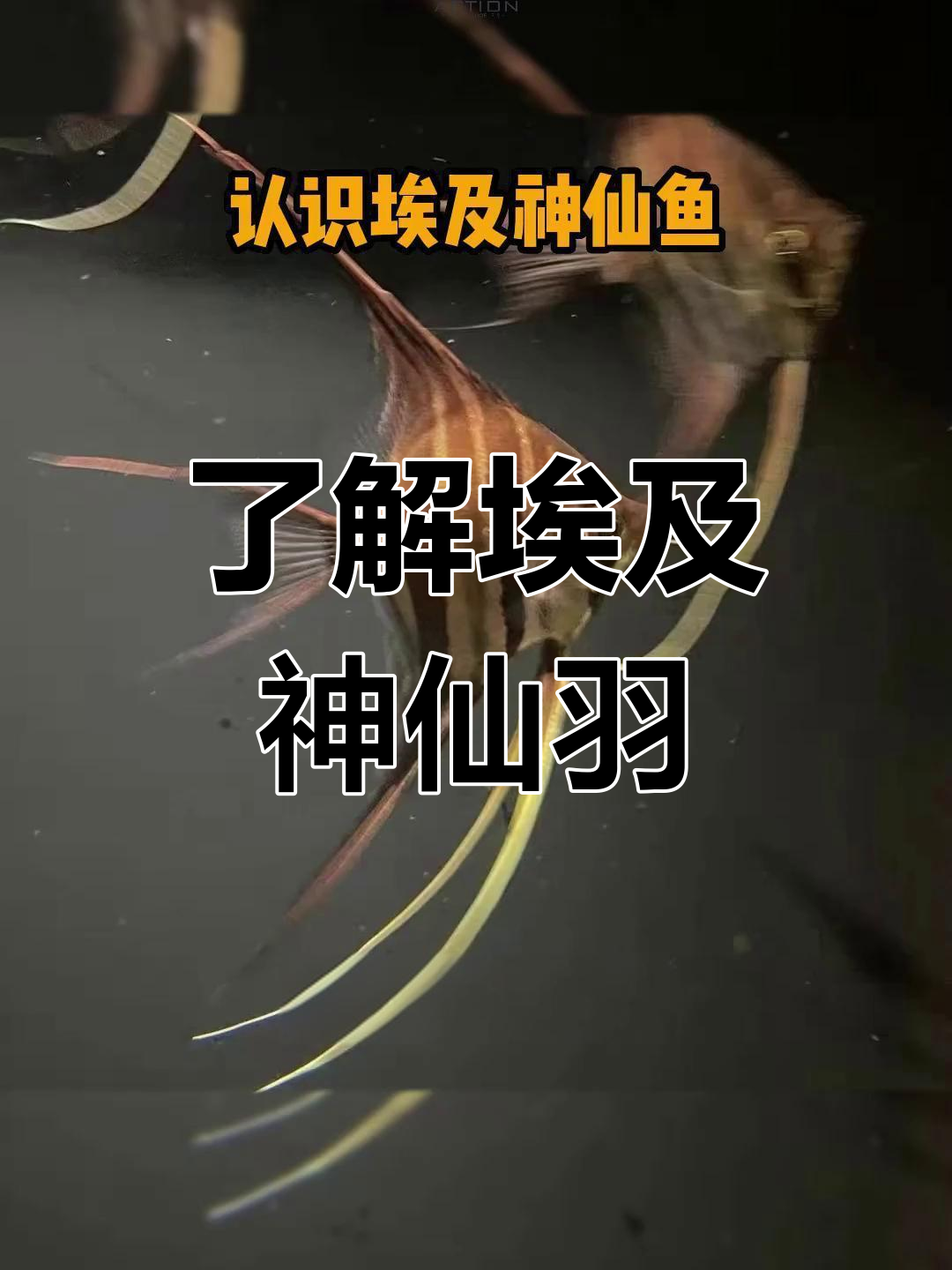 埃及神仙鱼全解析:从外貌到品种差异