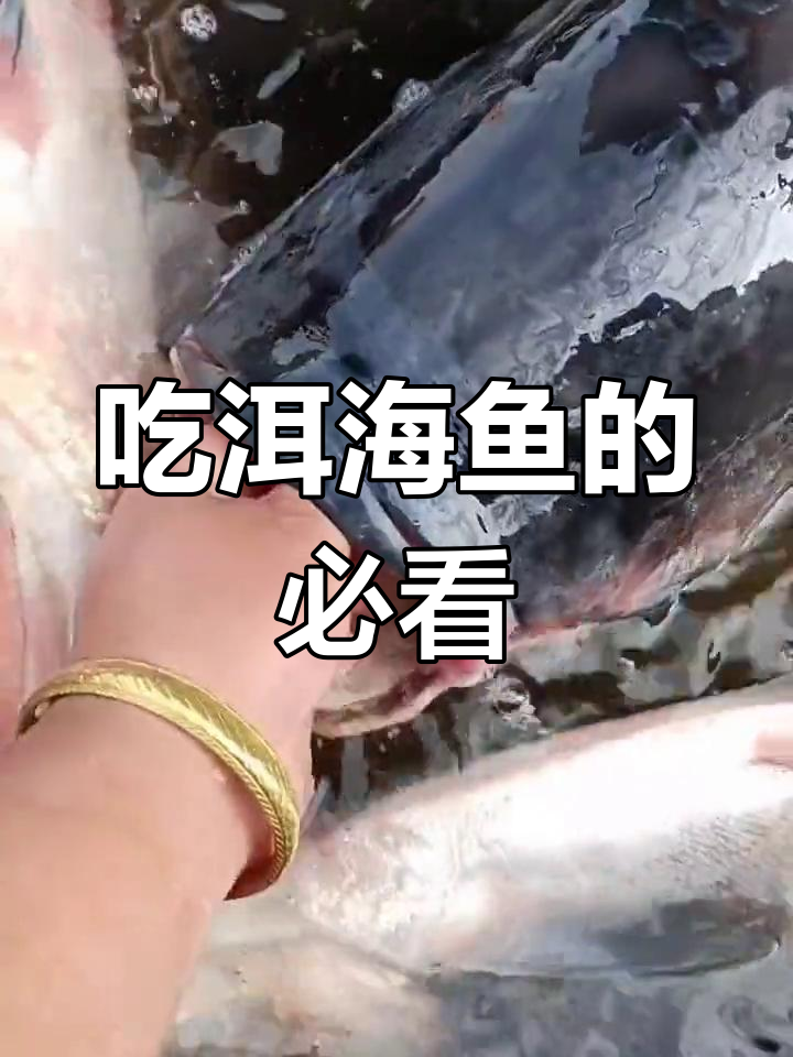 洱海野生鱼大集合,白鲢鲤鱼花鲢全都有