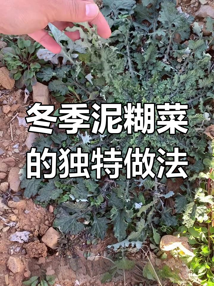 泥胡菜:冬春采挖,叶片背面像石灰粉,炒鸡蛋做汤都行