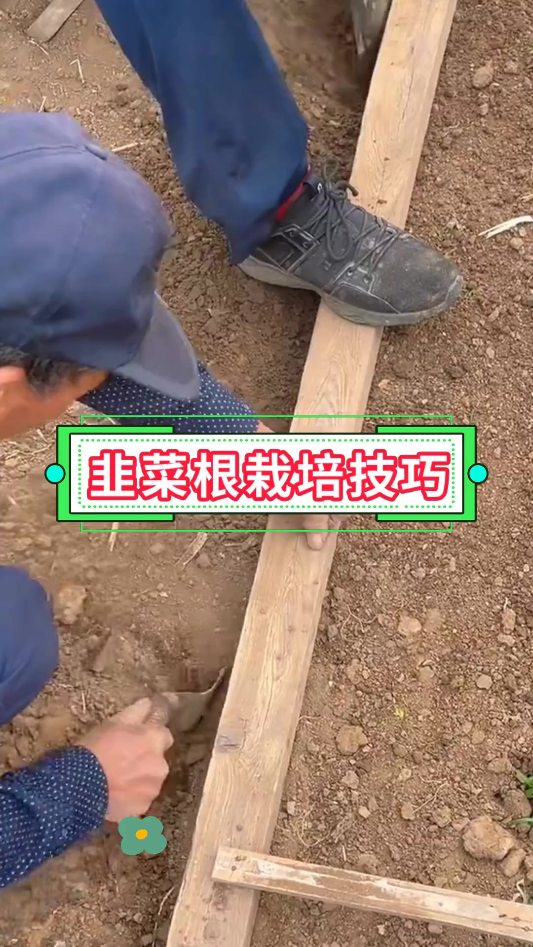 韭菜根栽培技巧