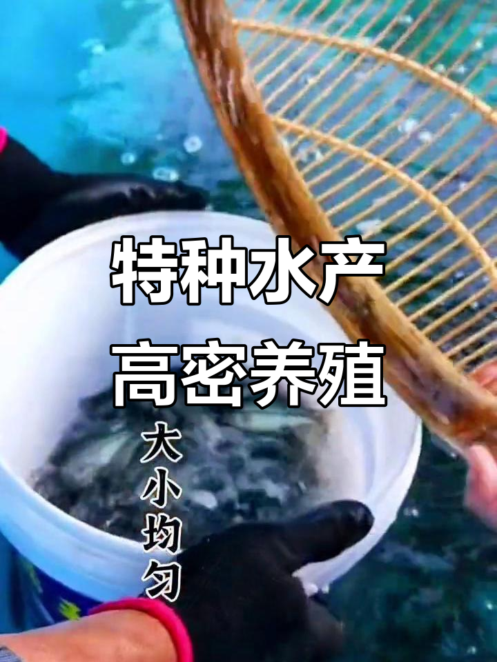 高密度养殖技术揭秘:加州鲈鱼苗的培育与挑战