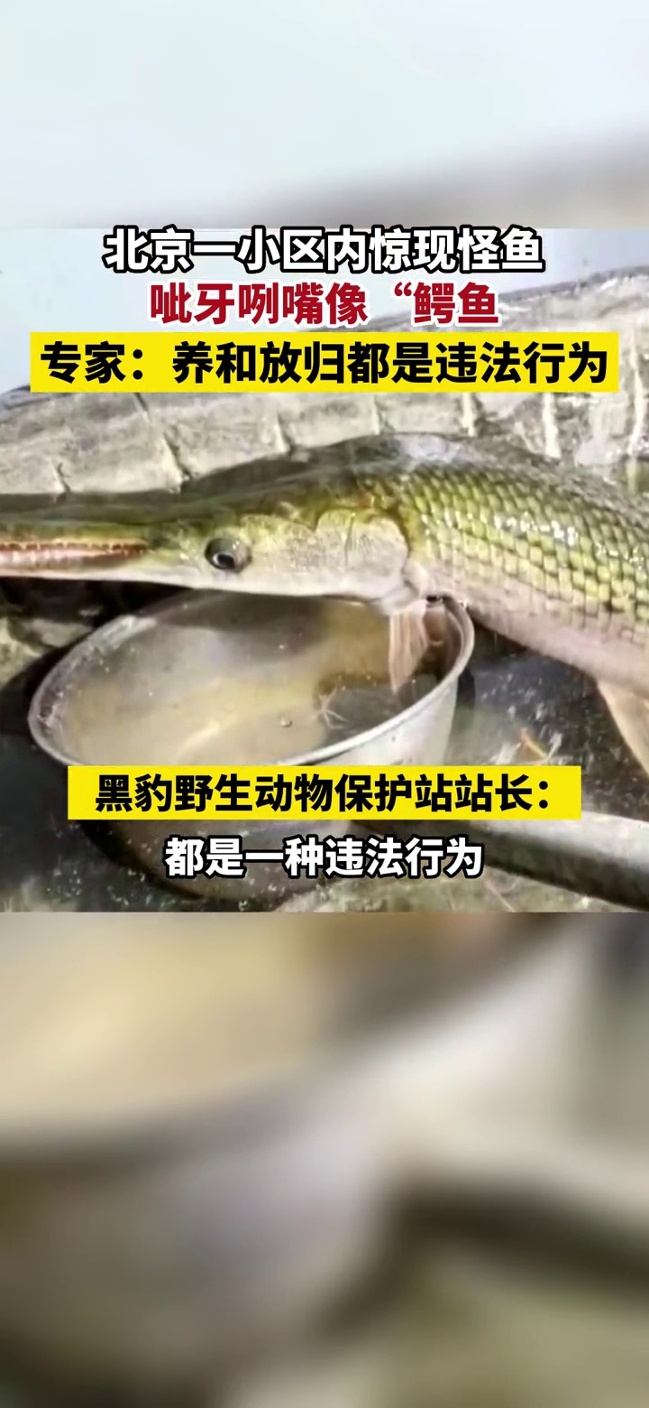 北京海淀一小区惊现怪鱼,呲牙咧嘴像鳄鱼