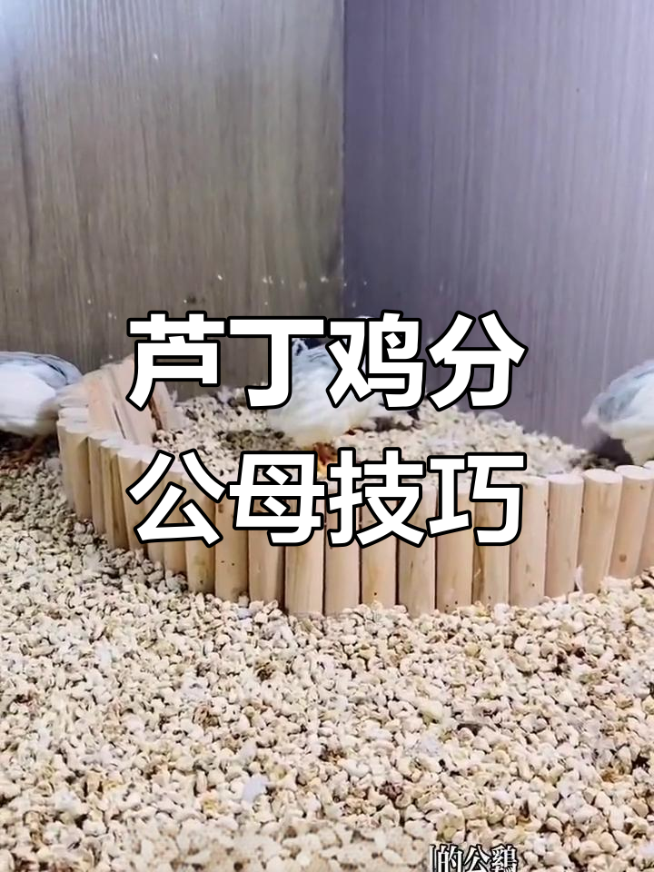 如何分辨芦丁鸡公母,给小母鸡带脚环的正确方法