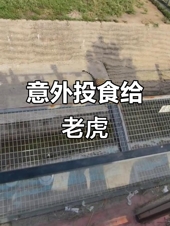 喂老虎吃肉,结果丢得太准了!