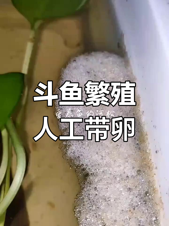 斗鱼人工带卵技巧,轻松孵化鱼苗