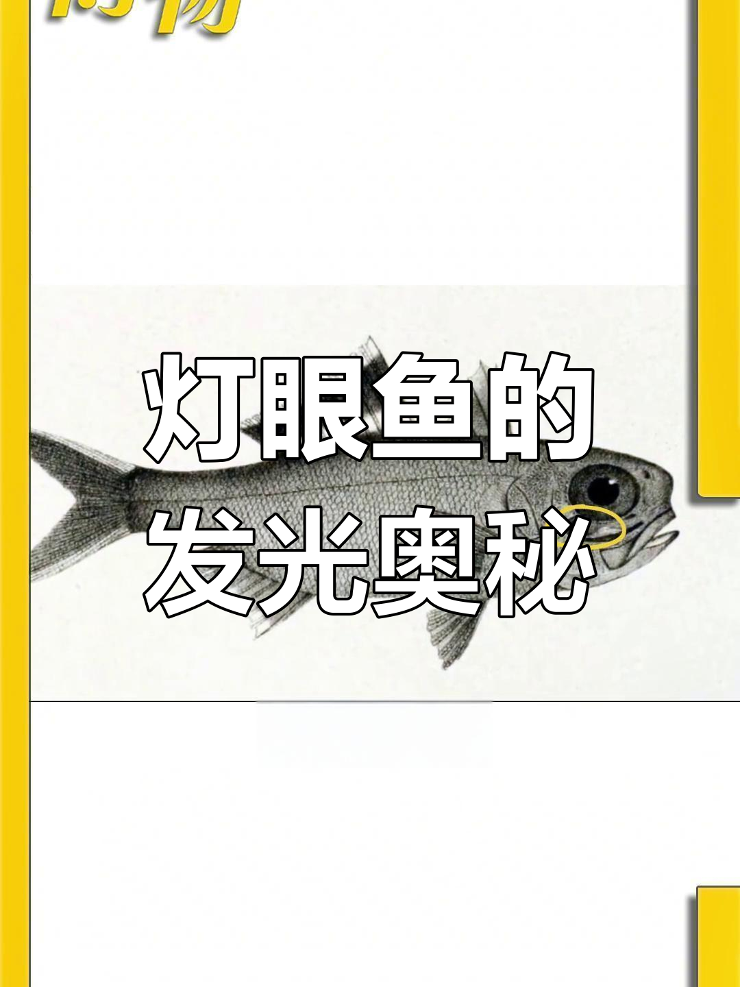 灯眼鱼发光背后的秘密,竟然是为了觅食?
