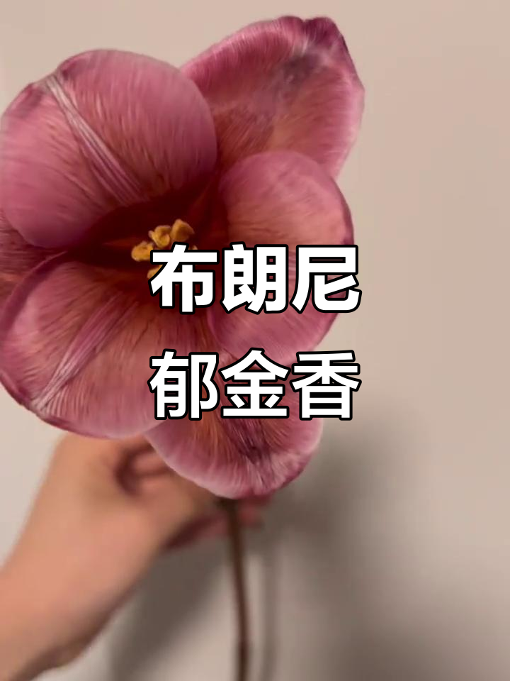 布朗尼郁金香:美丽与甜蜜的完美结合