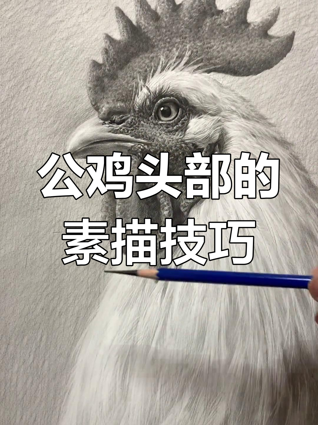 素描公鸡头部技巧解析:从形态到细节刻画全攻略