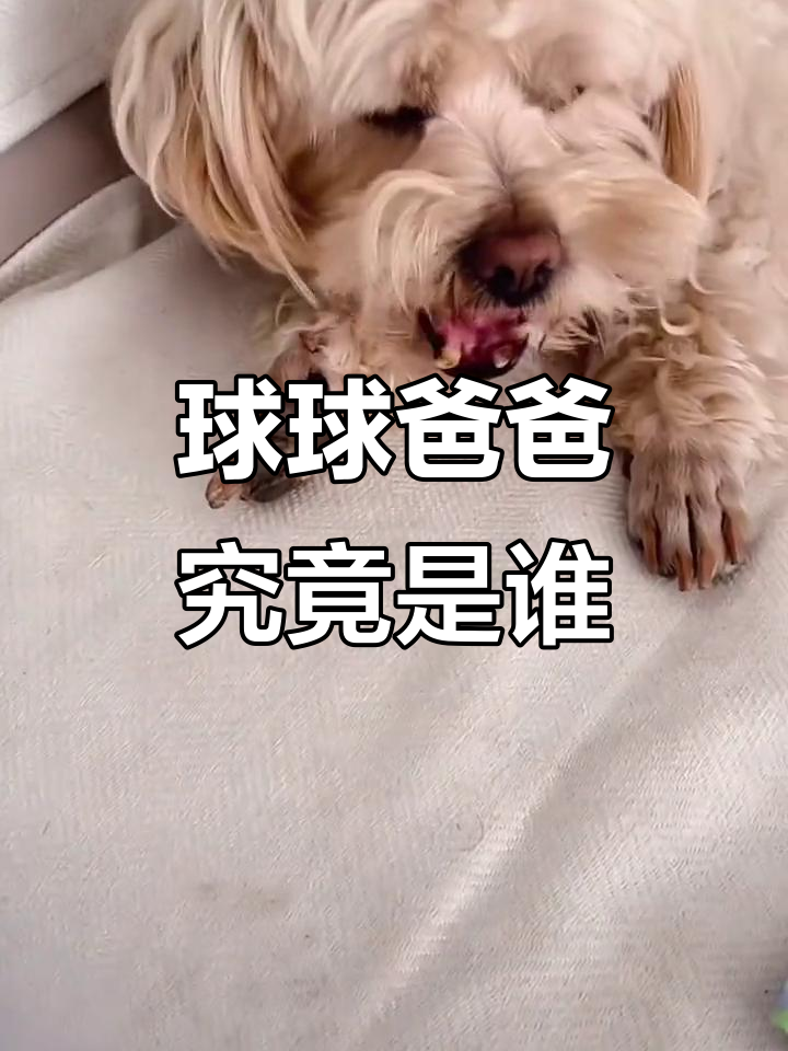 球球的爸爸到底是谁?从雪纳瑞到神秘狗狗的爱情故事