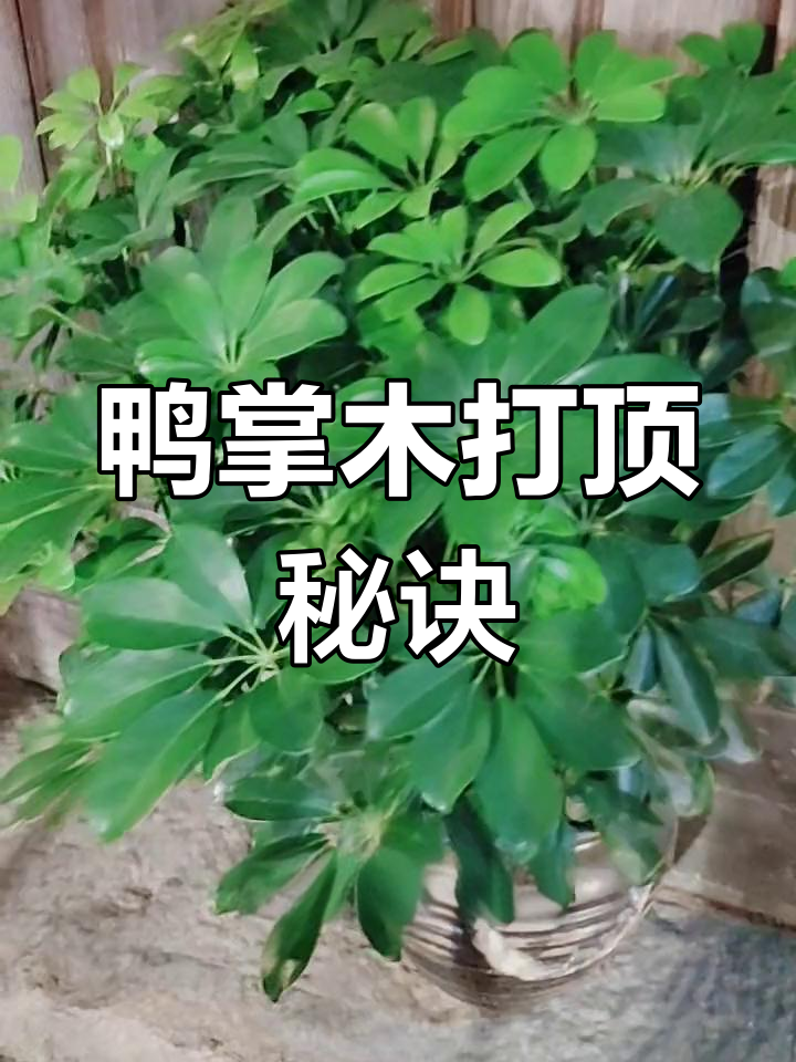 鸭掌木打顶技巧,轻松让枝条更旺盛