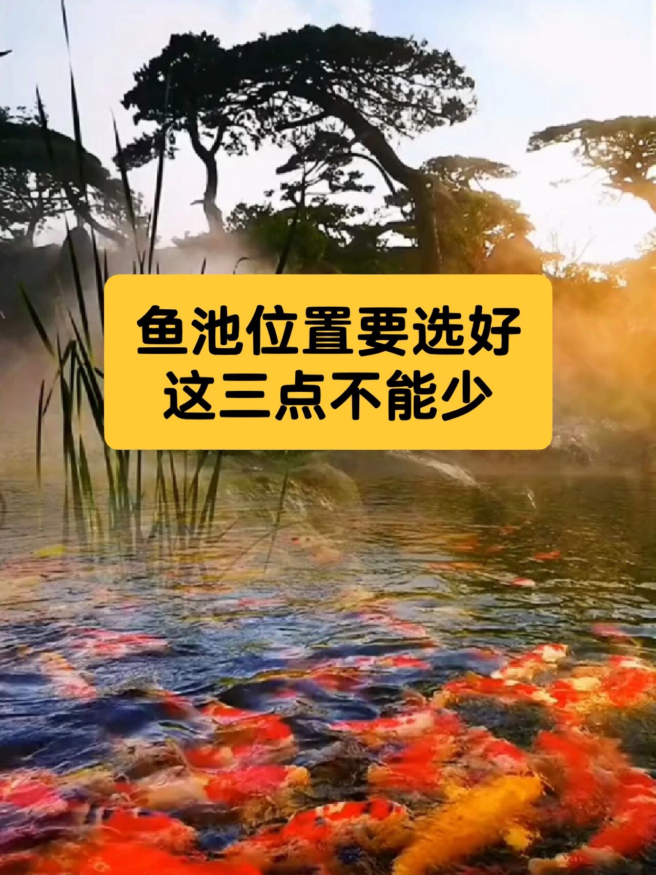 鱼池位置想选好这三点不能少