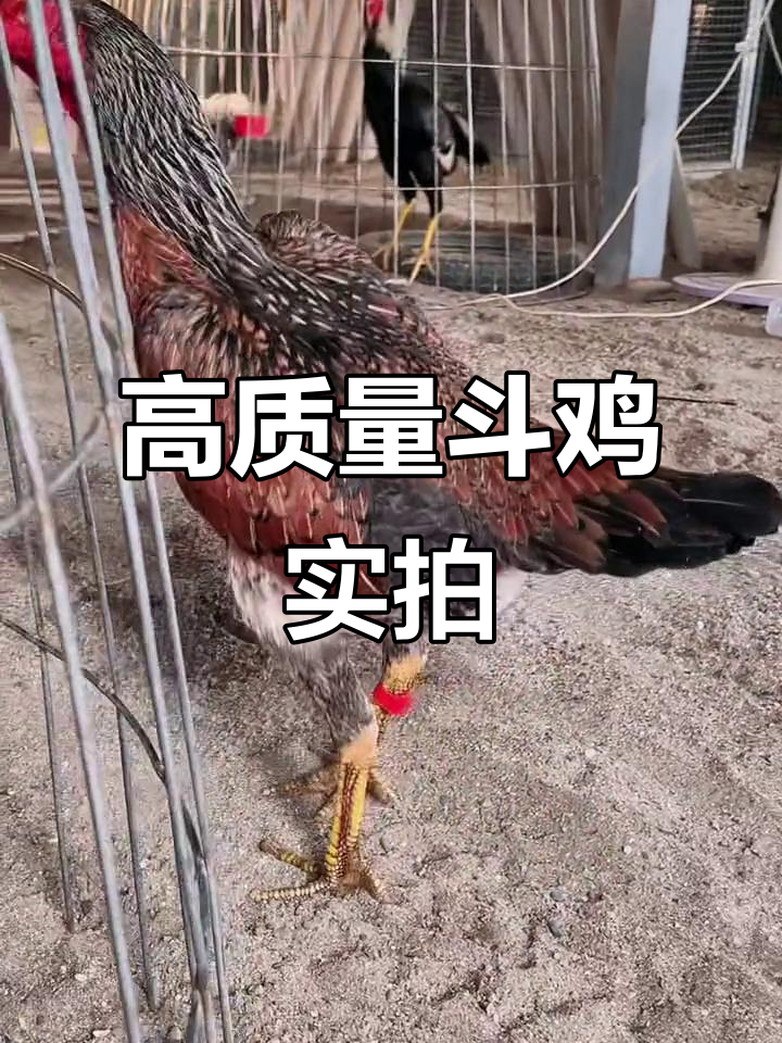 越南斗鸡巅峰对决，极品盖沙鬼母震撼登场