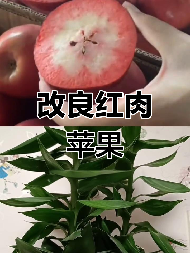 红肉苹果口感大提升,酸度下降糖分增加