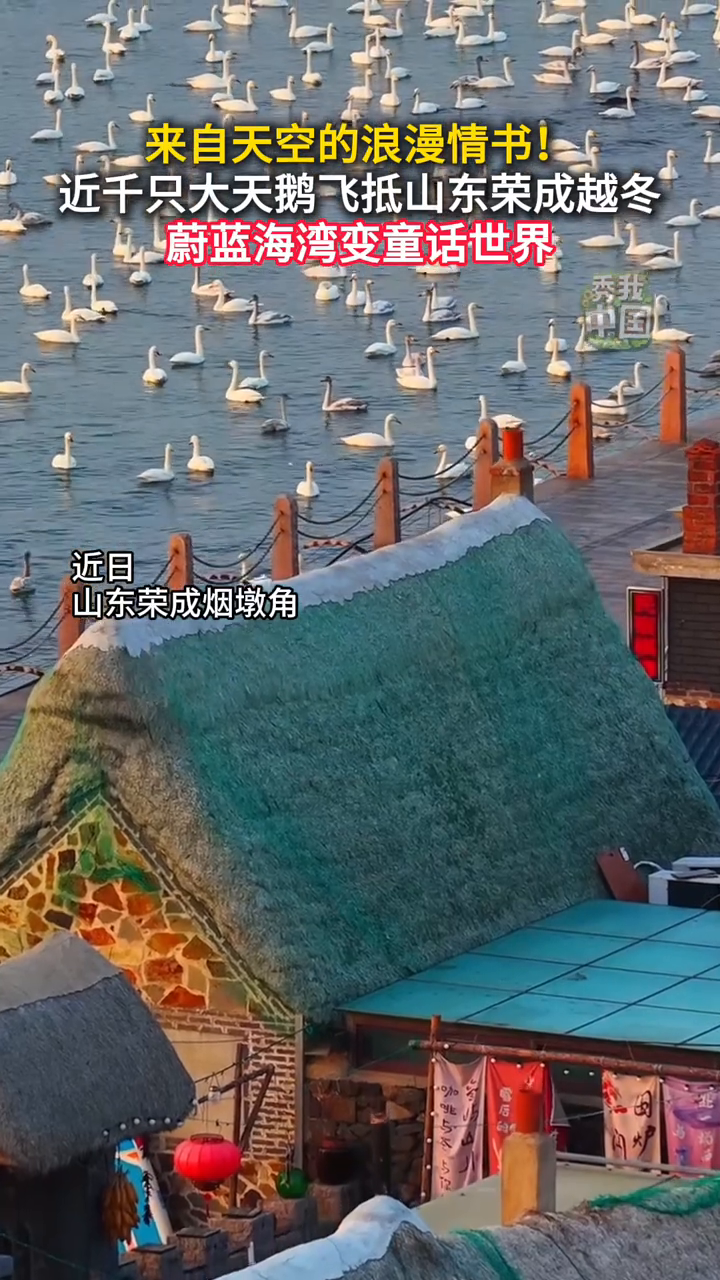 近千只大天鹅飞抵山东荣成越冬，蔚蓝海湾变童话世界