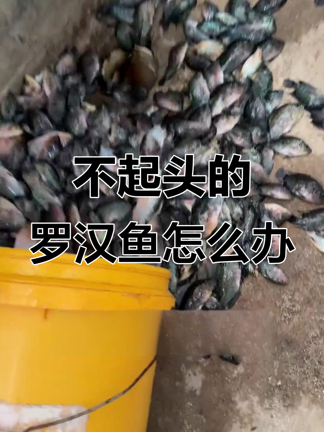 罗汉鱼起不来头？直接扔掉算了！