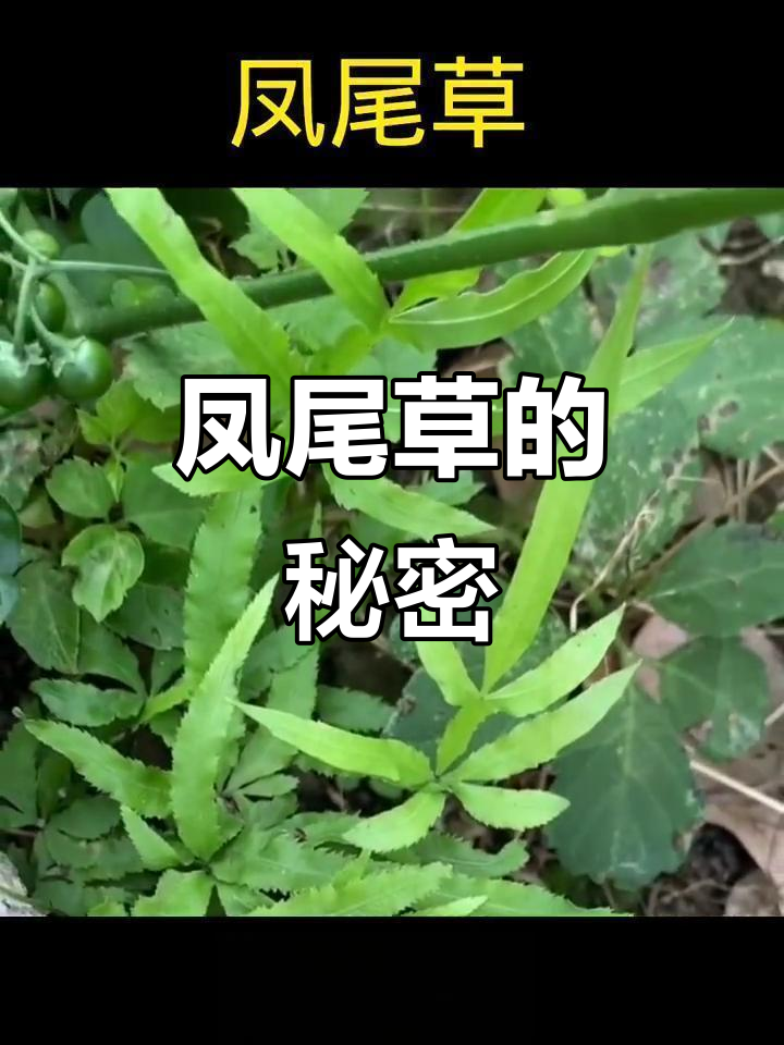 鸡爪草:生长在潮湿石缝中的神奇植物,你见过吗?