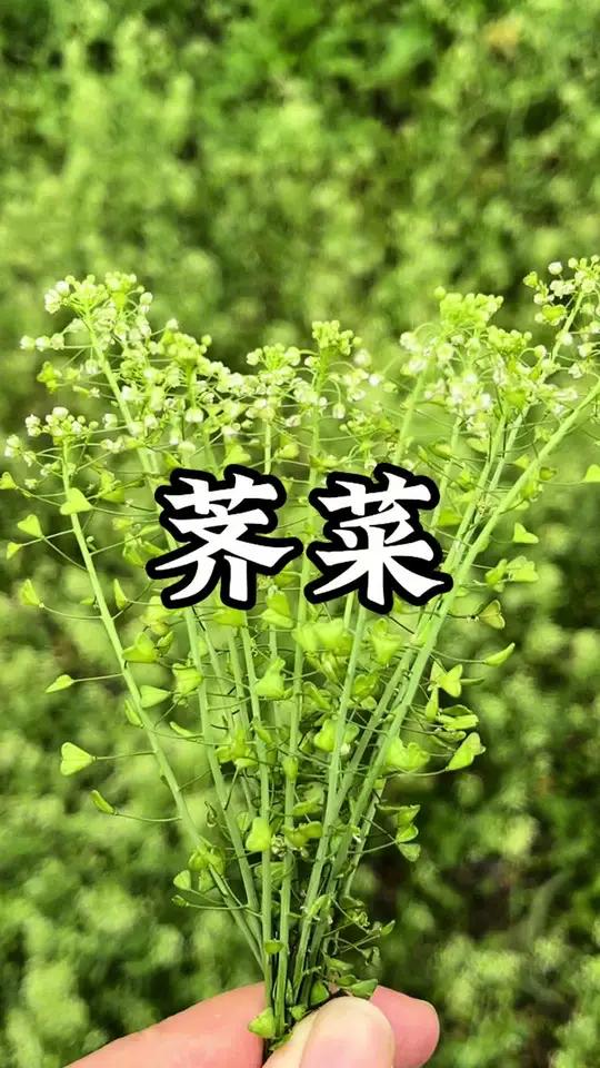 荠菜 阳春三月三,荠菜煮蛋赛仙丹!