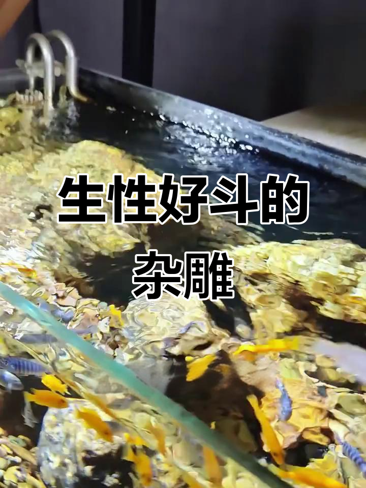 杂雕鱼凶猛好斗，打没了就换南美品种