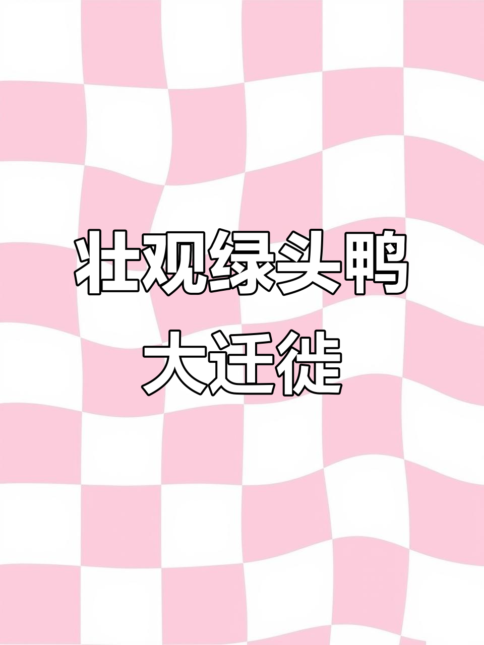 上万只绿头鸭齐聚温泉县,叫声震撼心灵!