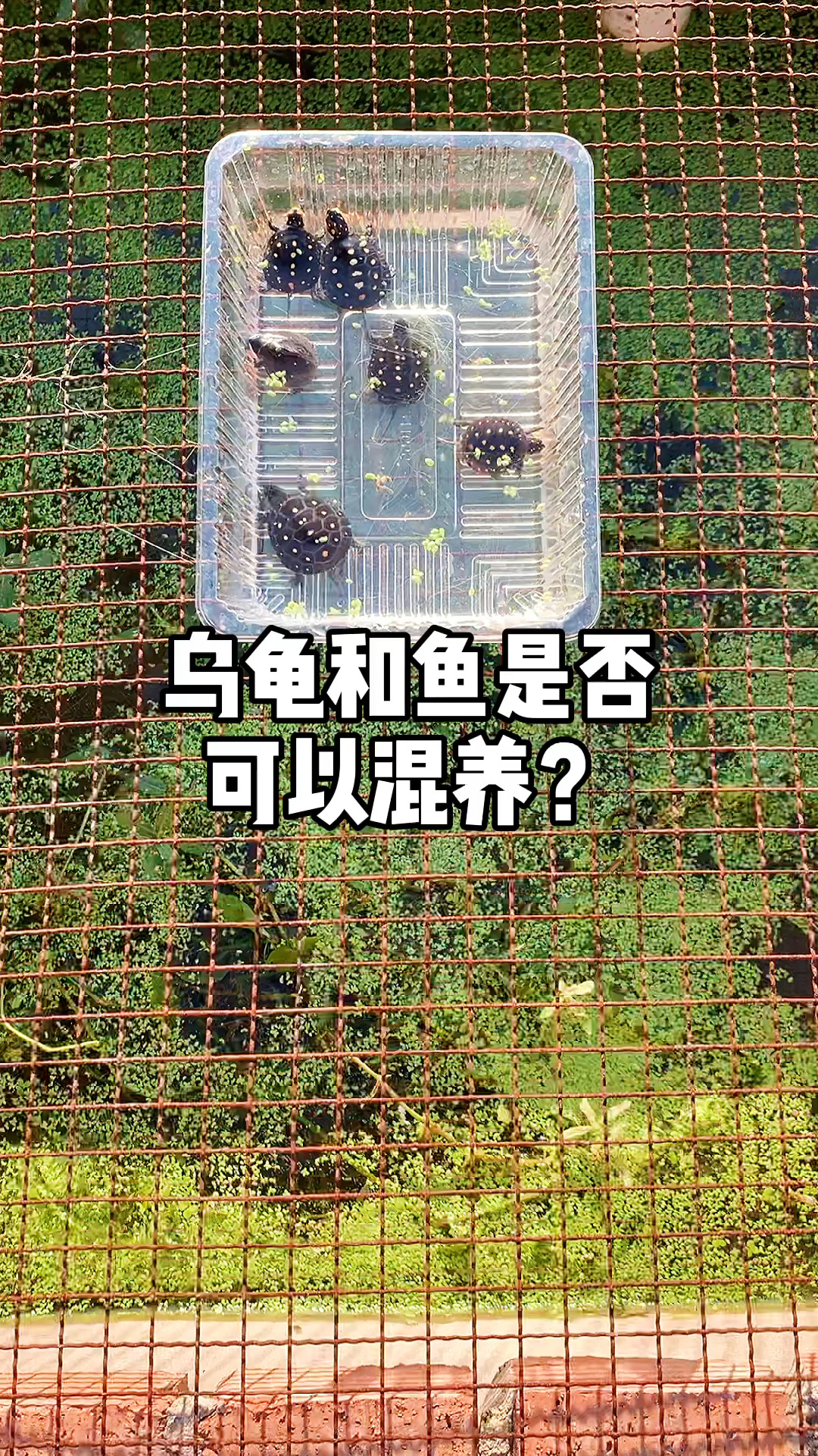 乌龟和鱼是否能混养-龟谷鳖老