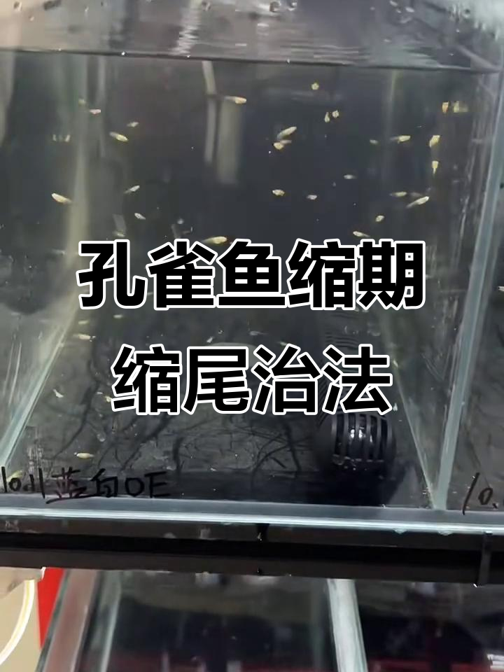 孔雀鱼缩尾病治疗：水质、水温与药物全攻略