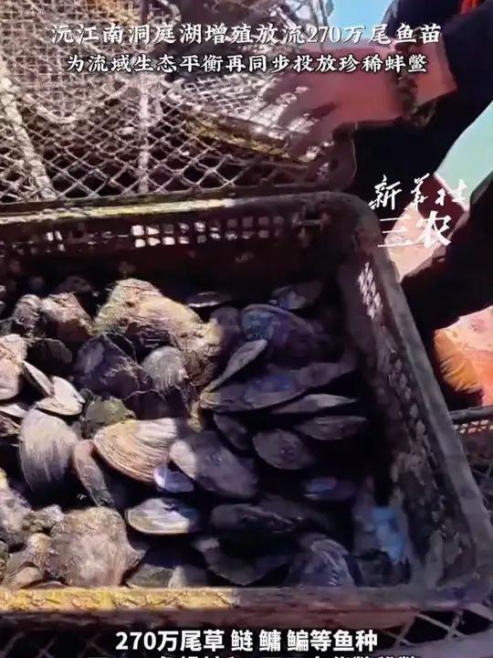 近日,南洞庭湖增殖放流百万鱼苗,还有三角帆蚌和中华鳖稚鳖。