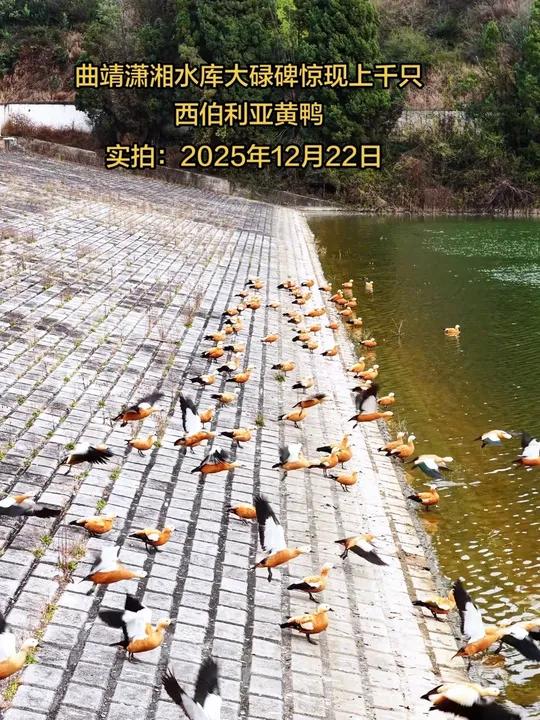 曲靖的生态真的变好了,继铁人三项公园海鸥之后,潇湘水库大碌碑,又来了一群上千只的野生西伯利