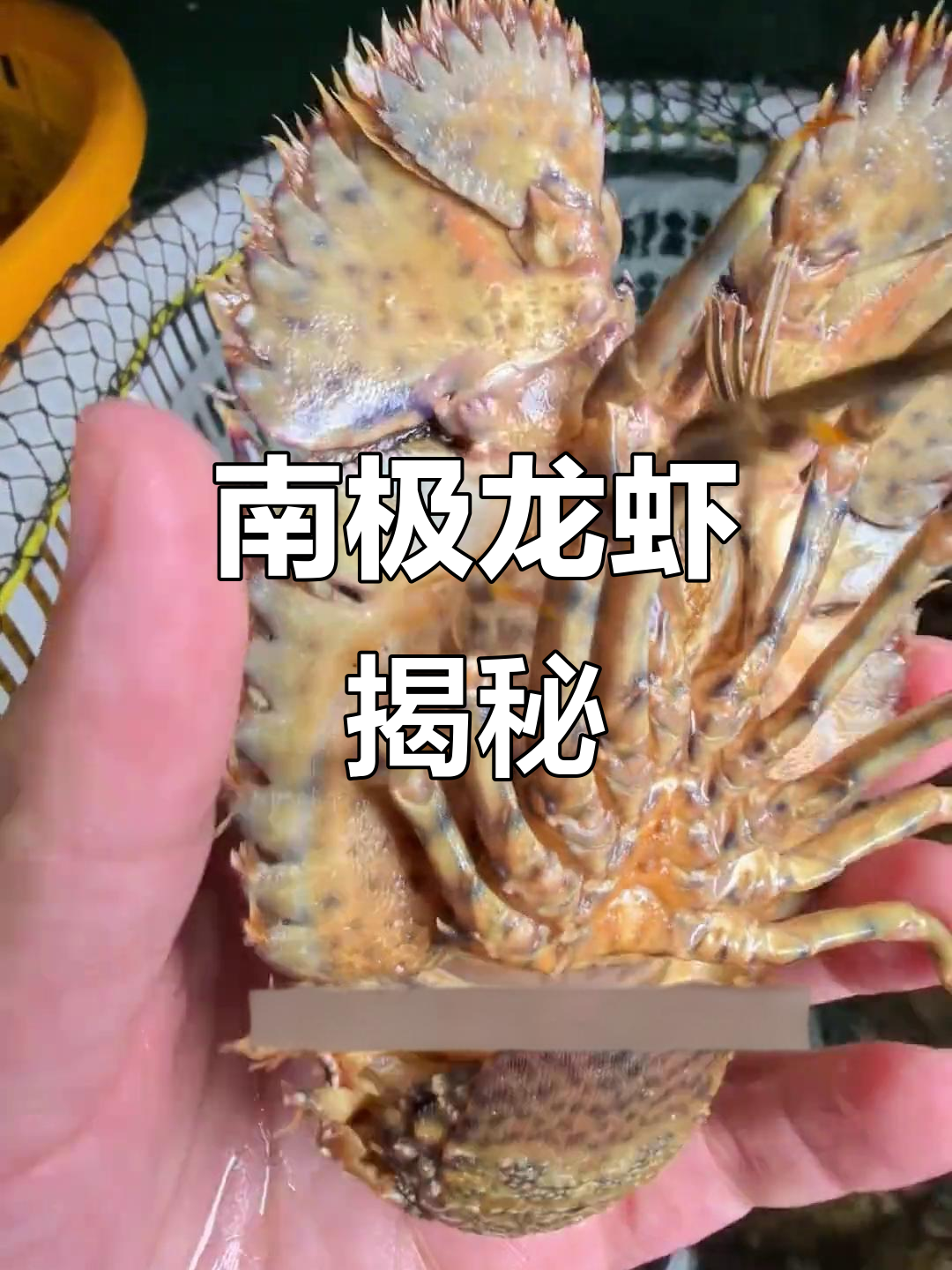龙虾的秘密:南极盐椒虾排,热带珊瑚礁中的美味