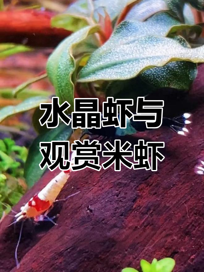 草缸里的水晶虾与米虾大揭秘,黑金刚、红白精灵齐登场