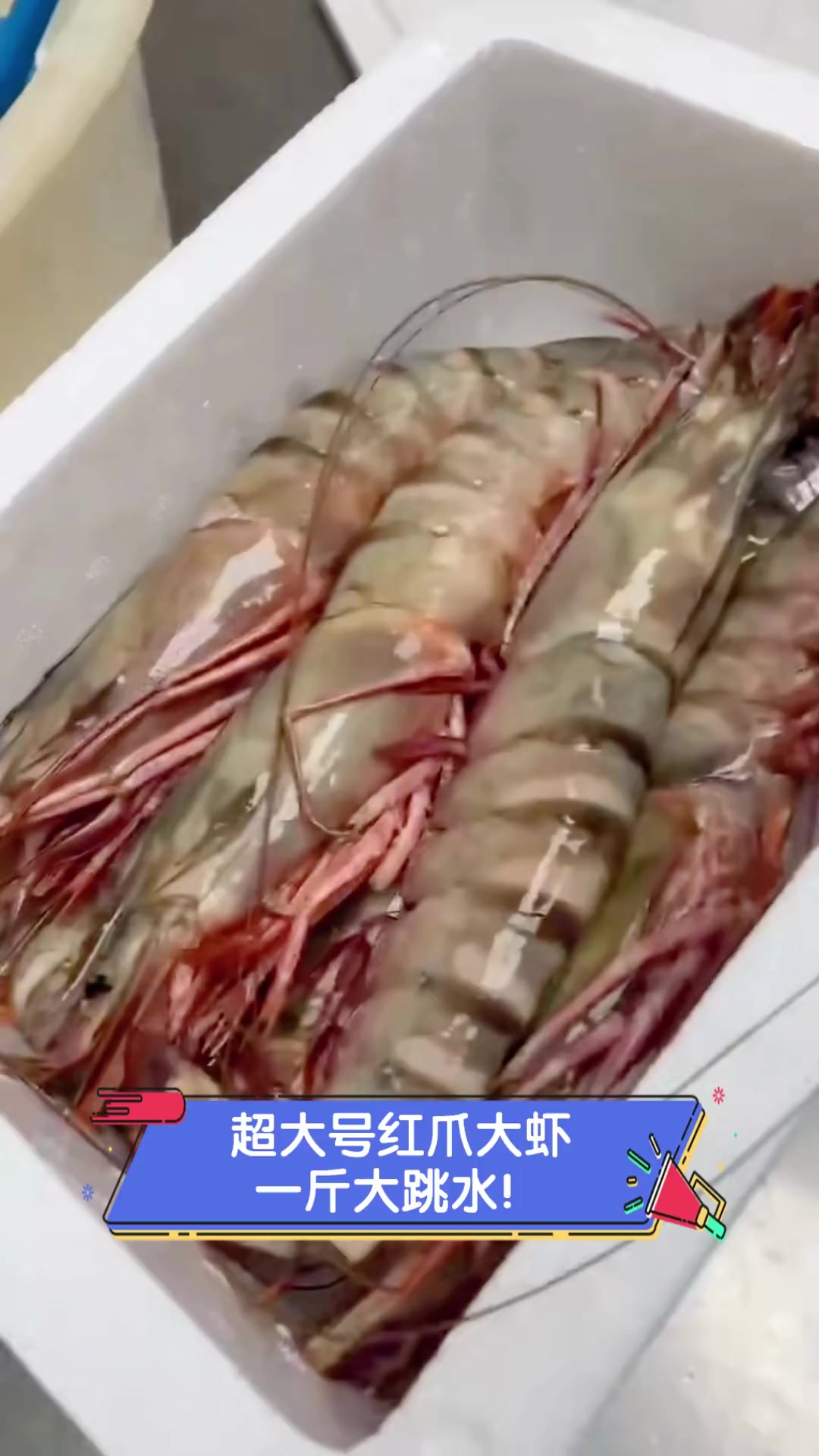 超大号红爪大虾,一斤大跳水!