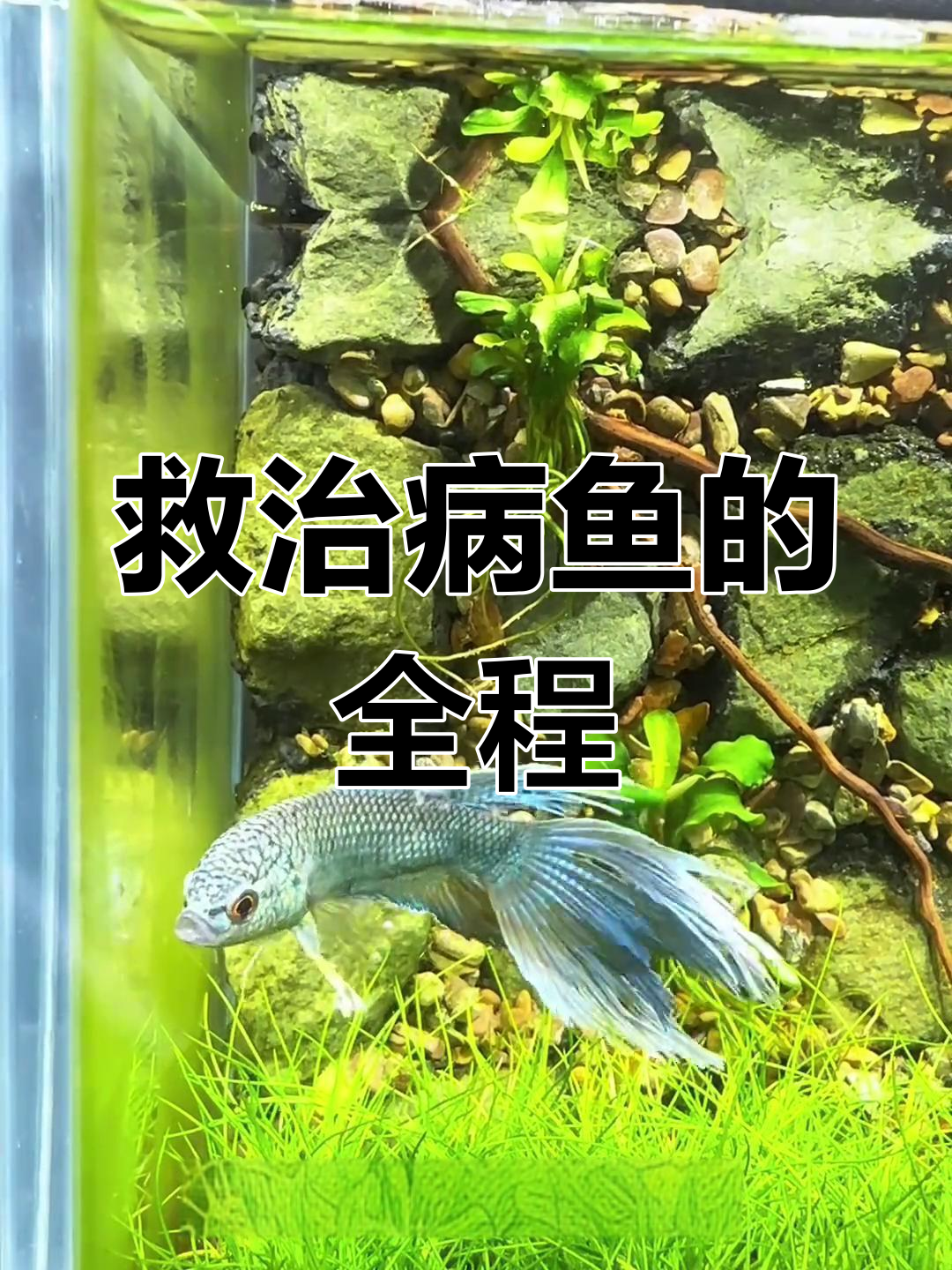 鱼生病了,水霉和肉流症状全记录!