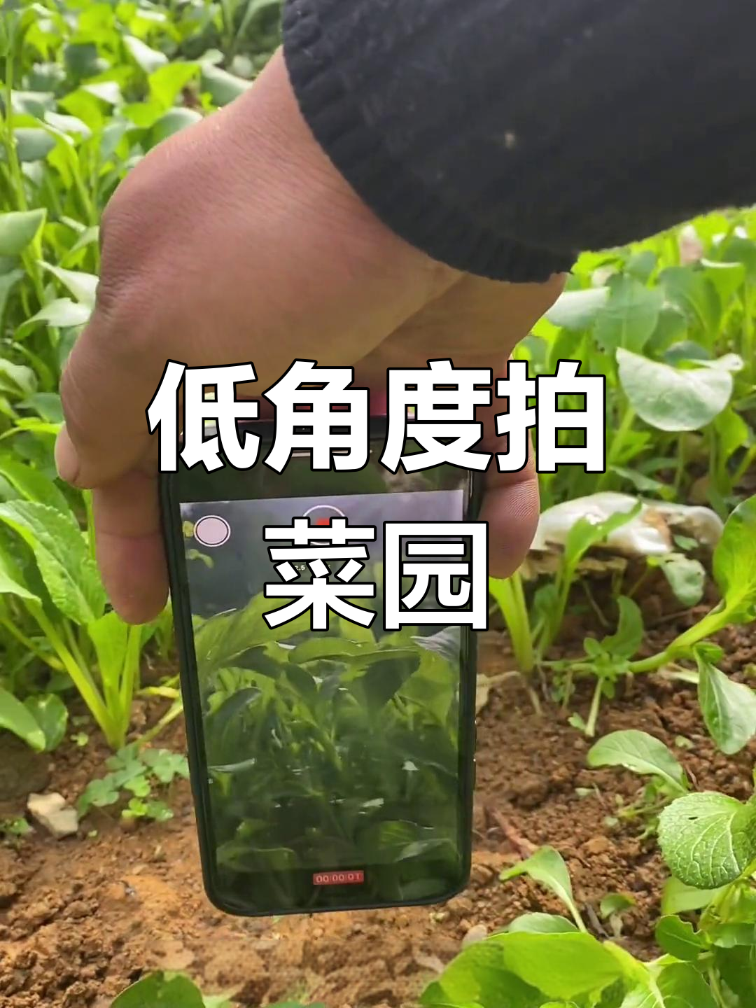 不同角度拍摄菜地,效果大不同