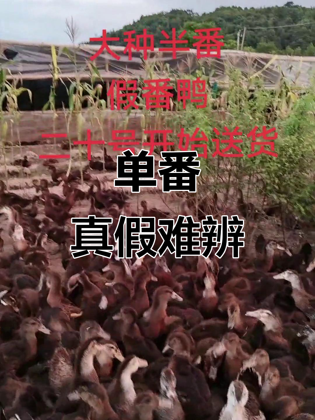 有人称它为泥鸭,我则叫假番鸭,真名是单番