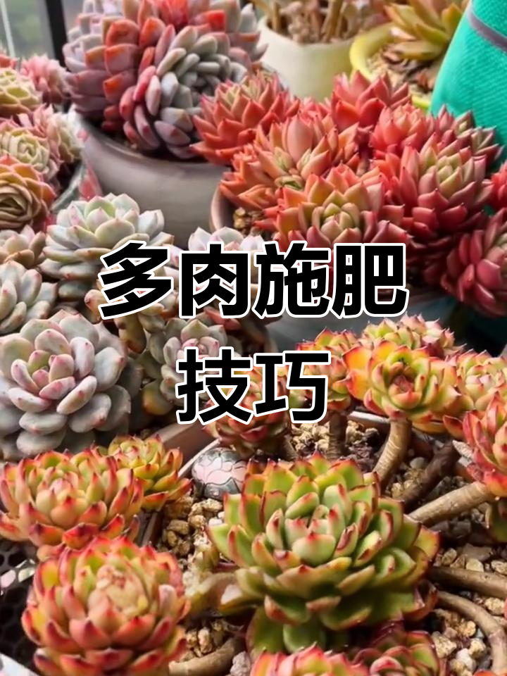 多肉施肥有诀窍,控释肥让植物茁壮成长