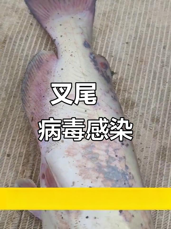 叉尾鮰病毒病:症状与防治方法全解析