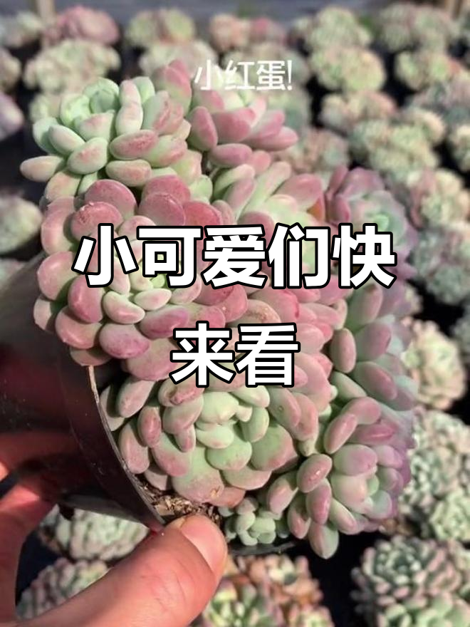 小红蛋多肉,鲜红美丽,快来直播间一起欣赏!