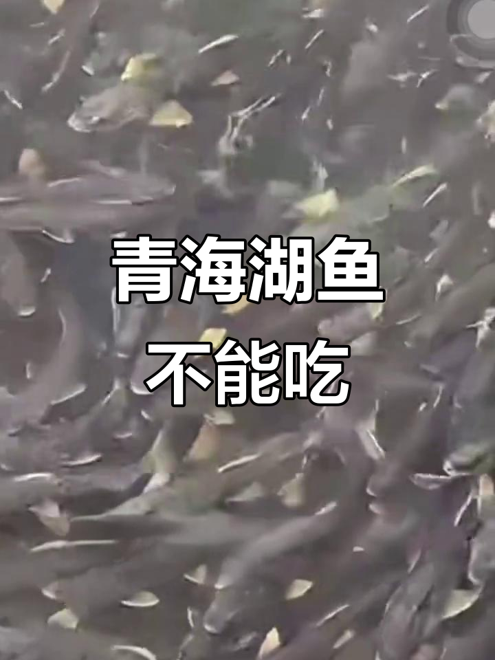 青海湖裸鲤为何不能捕捞?了解保护背后的原因