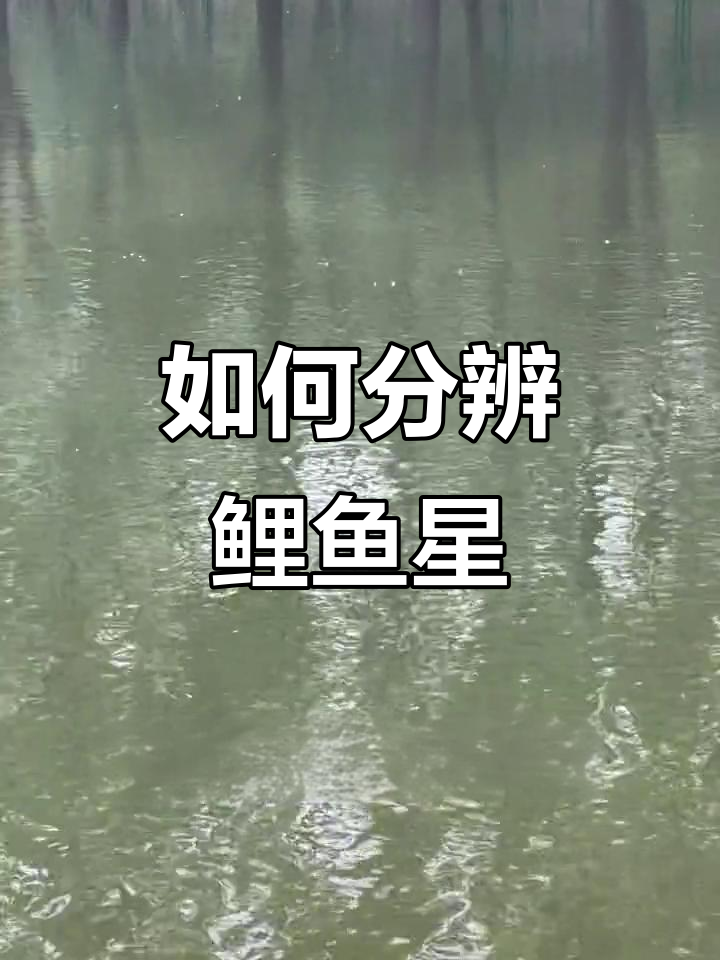 鲤鱼星和鲫鱼泡的区别,钓鱼技巧大揭秘