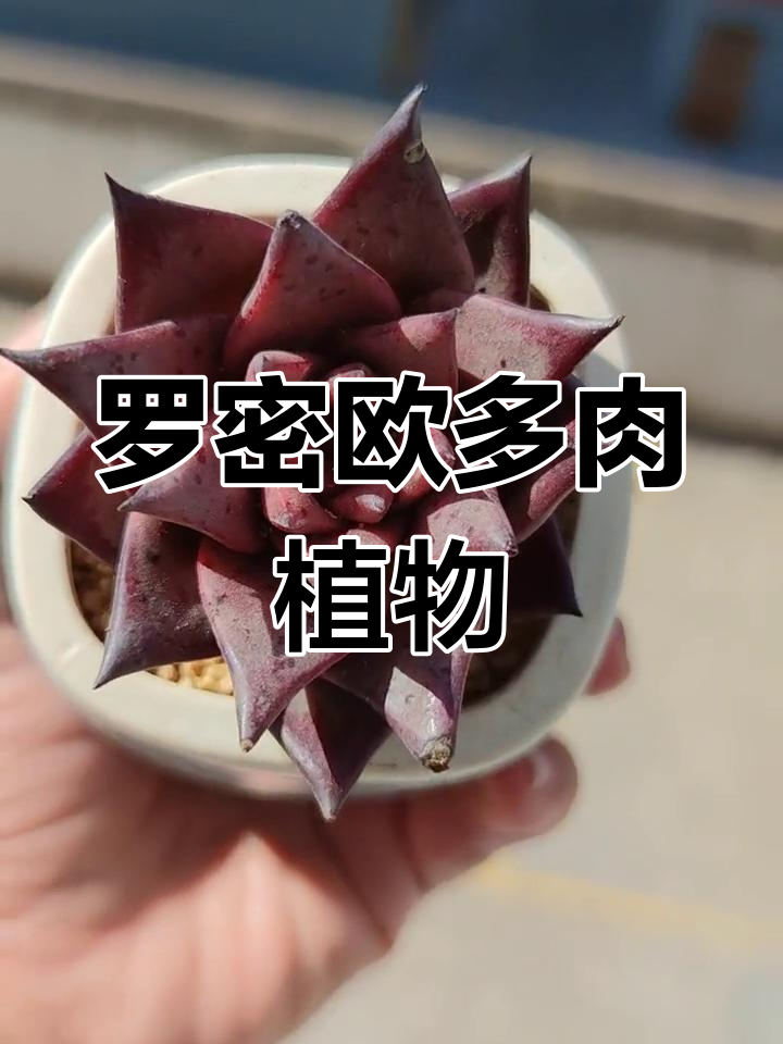 自然光下的罗密欧多肉,色彩鲜艳