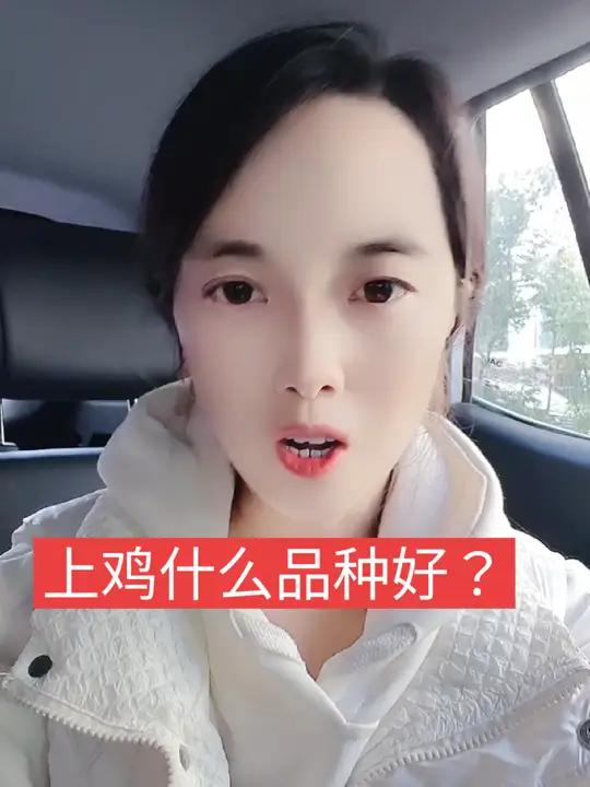 三农合伙人 周晴专注蛋鸡 蛋鸡养殖 现在上鸡什么品种好?总是有养殖户问这个问题,哪个品种都