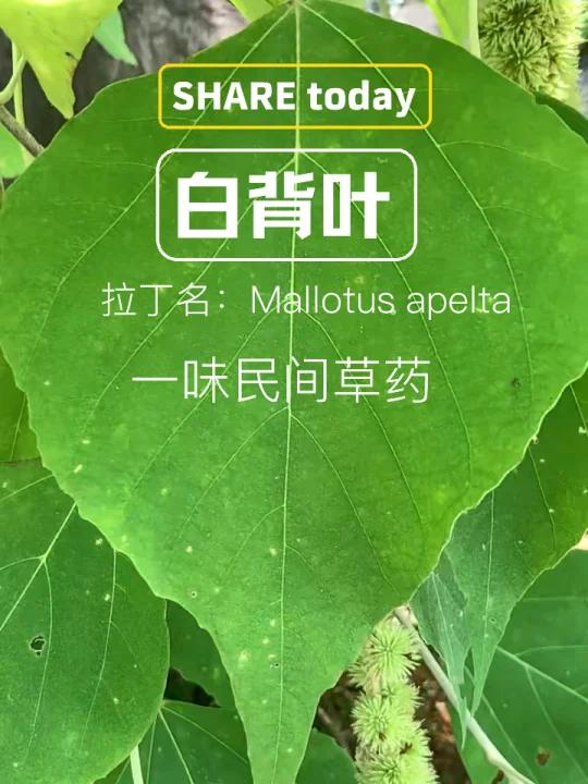 可治跌打损伤的植物-白背叶