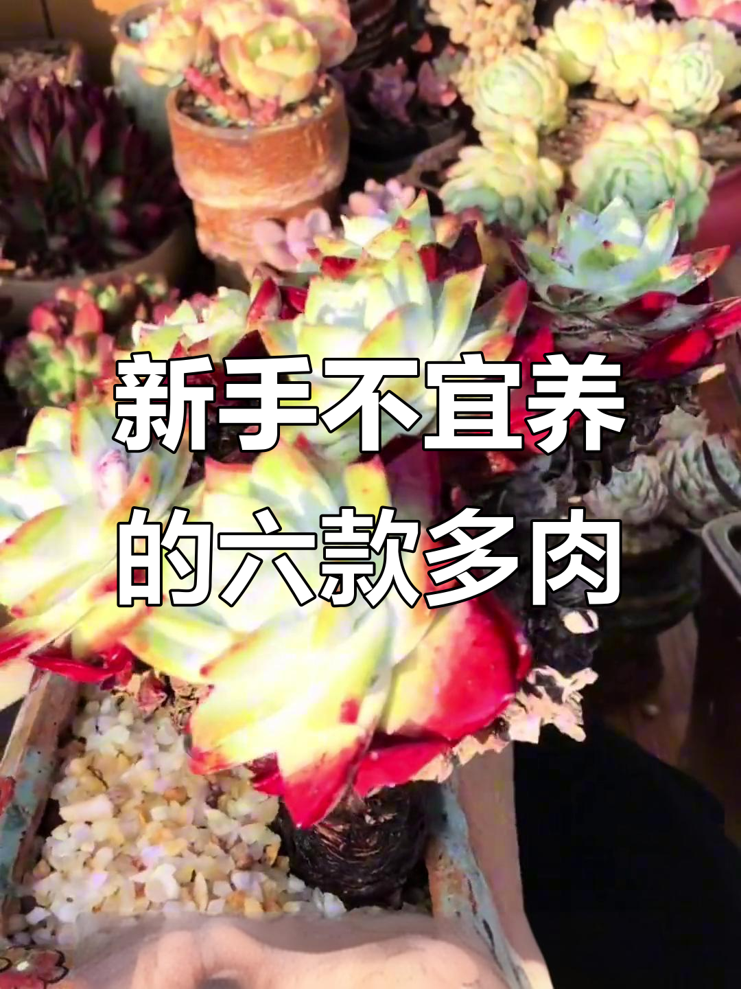 夏季最难养的多肉品种，新手慎入！
