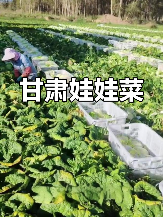 甘肃娃娃菜手工采摘,江浙沪直供
