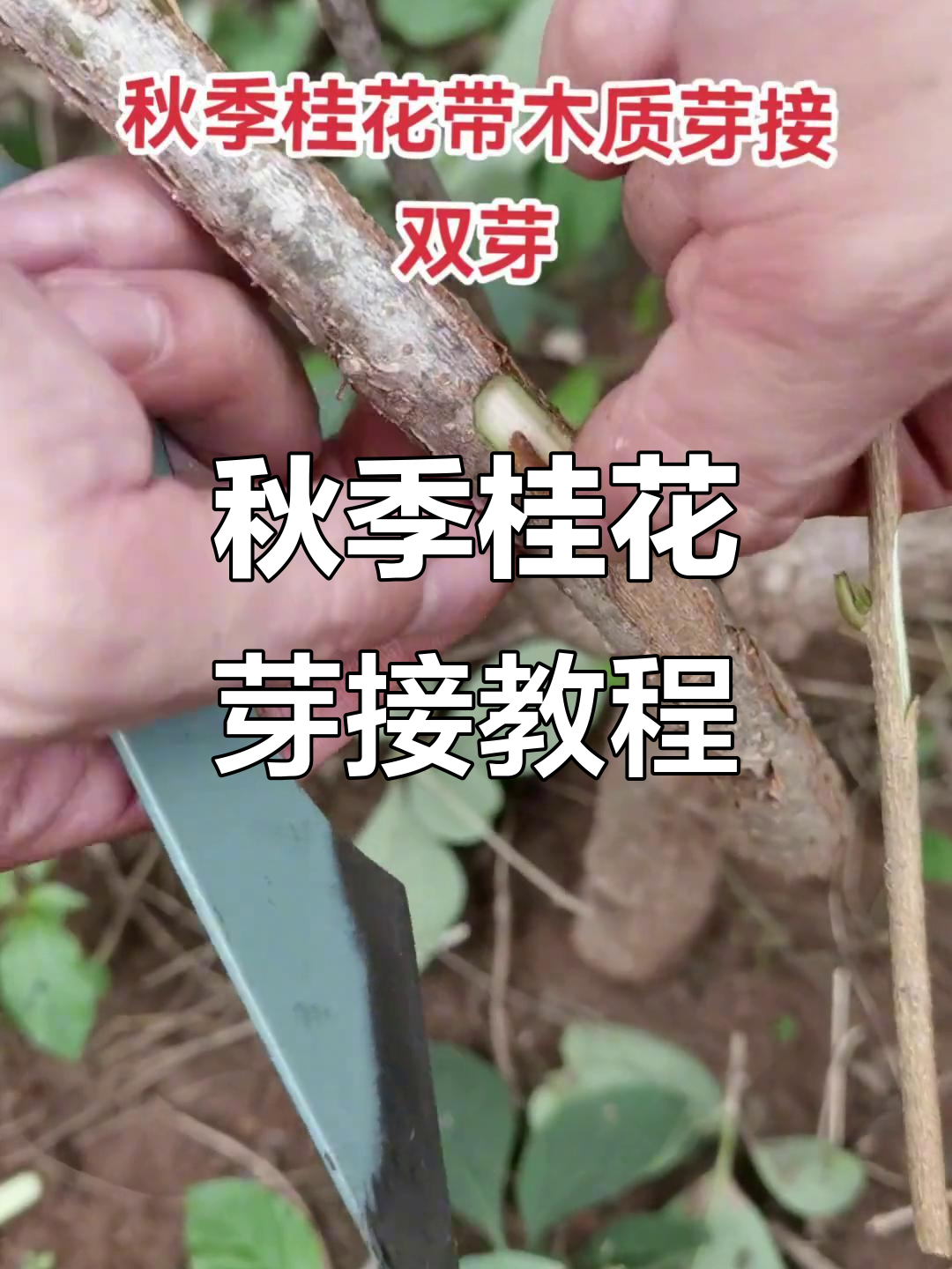 秋季桂花木质芽接技巧,轻松掌握果树嫁接技术