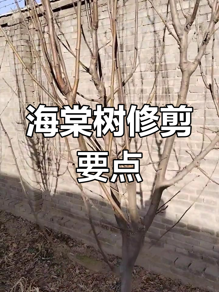 西湖海棠修剪技巧:清除内枝,促进光路畅通