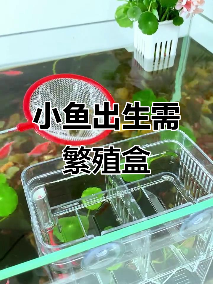 母鱼胎斑明显,隔离大鱼保护小鱼崽!